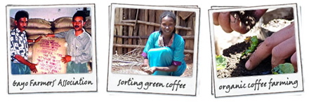 Zdjęcia prezentujące uprawianie kawy