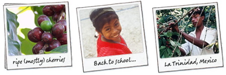 Zdjęcia prezentujące uprawianie kawy