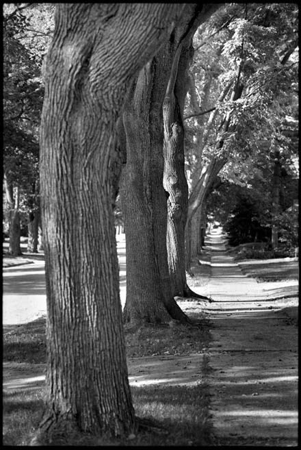 Tree City - Voxphoto