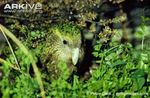 ARKive - samica papugi kakapo