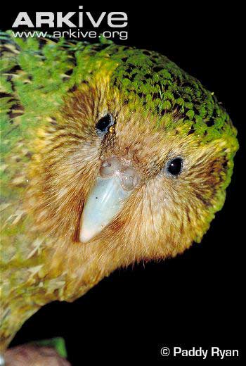 ARKive - kakapo papuga