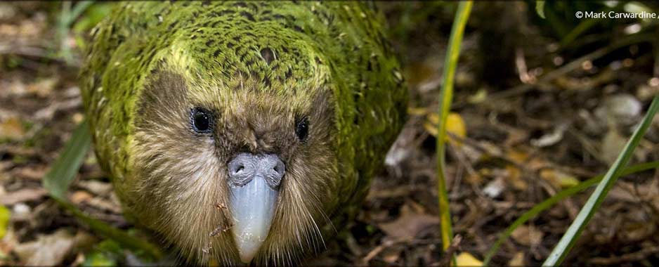 ARKive - papuga kakapo