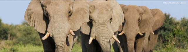 ARKive - słoń afrykański