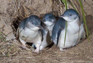 Pingwinek mały