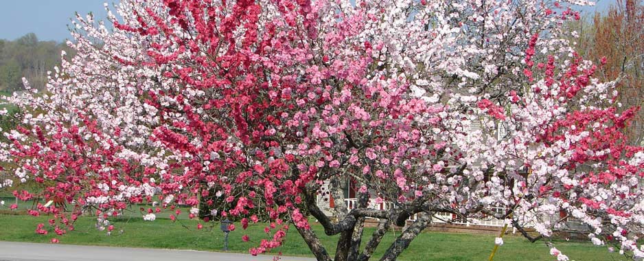 Różnokolorowe drzewo brzoskwiniowe