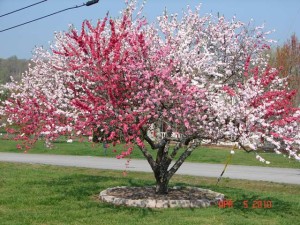 Drzewo brzoskwinowe