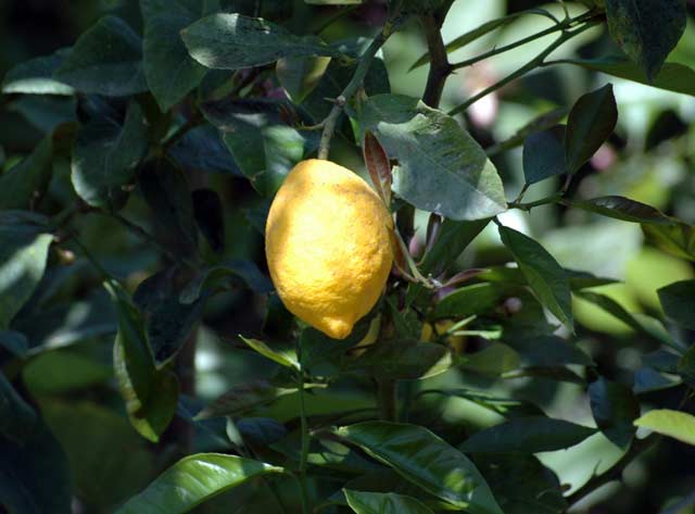 Cytryna na drzewie