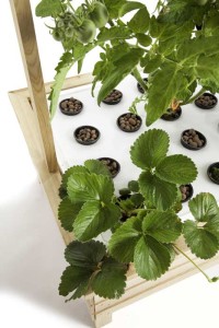 Mini ogród hydroponiczny