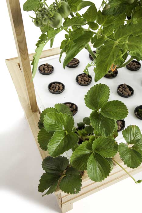 Mini ogród hydroponiczny