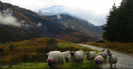 Owce na drodze w Szkocji