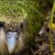 ARKive - papuga kakapo